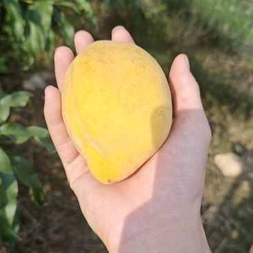 锦绣黄桃