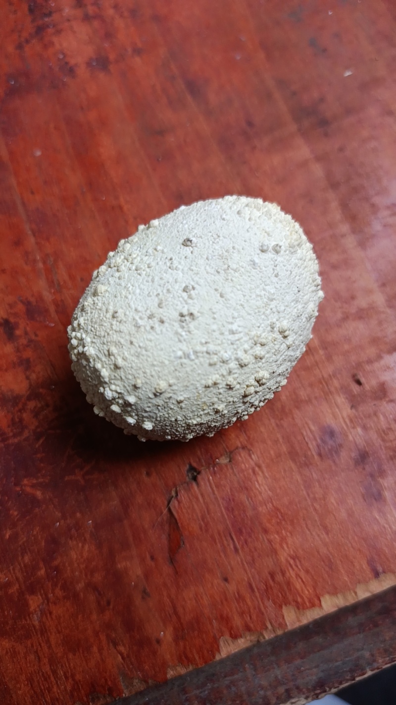 我有一个狗q
