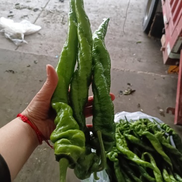 产地辣椒直发