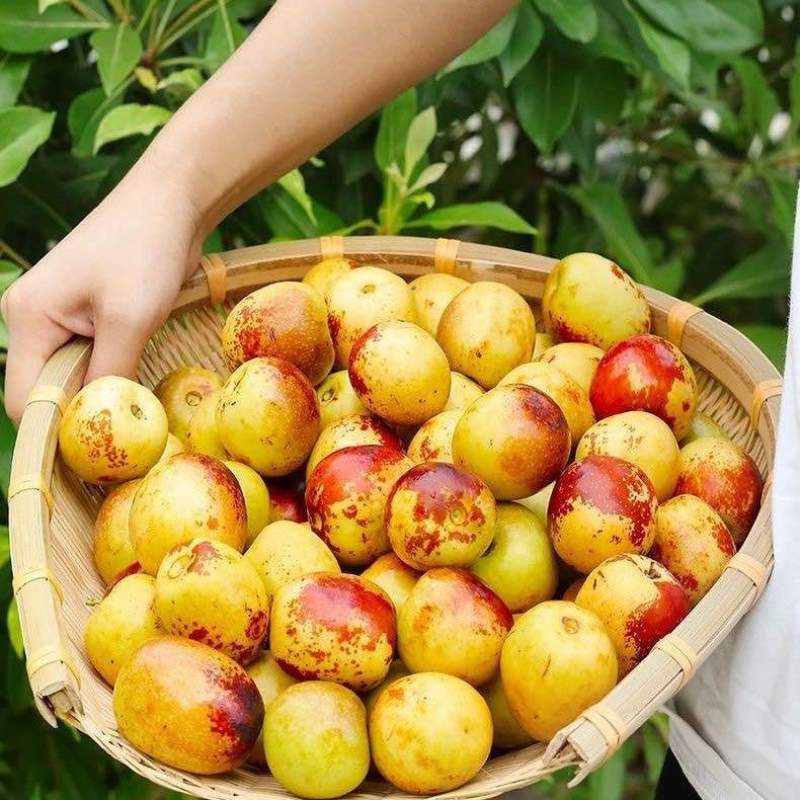 陕西大荔冬枣一件代发