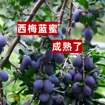 蓝西梅