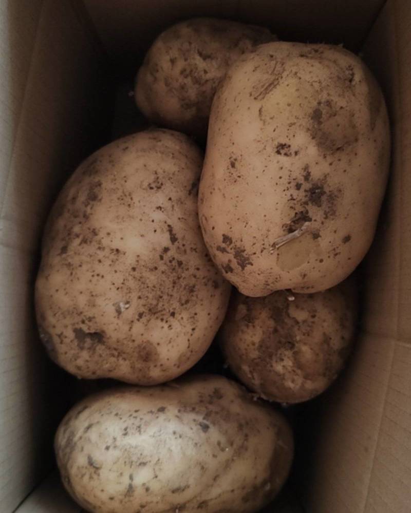 新鲜土豆