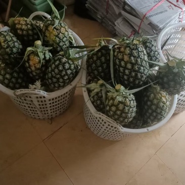 菠萝凤梨