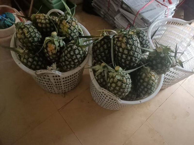 菠萝凤梨