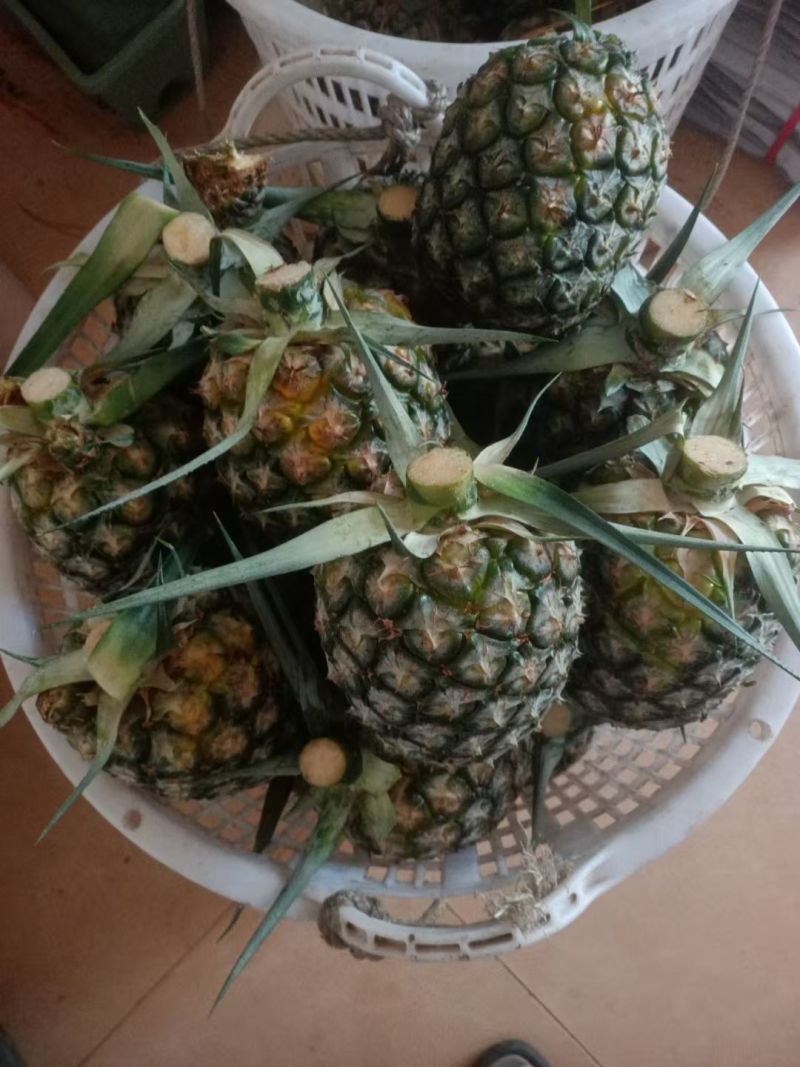 菠萝凤梨