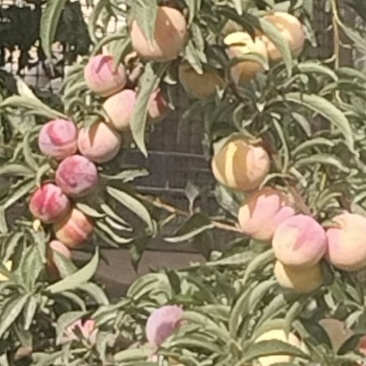 新疆哈密李子