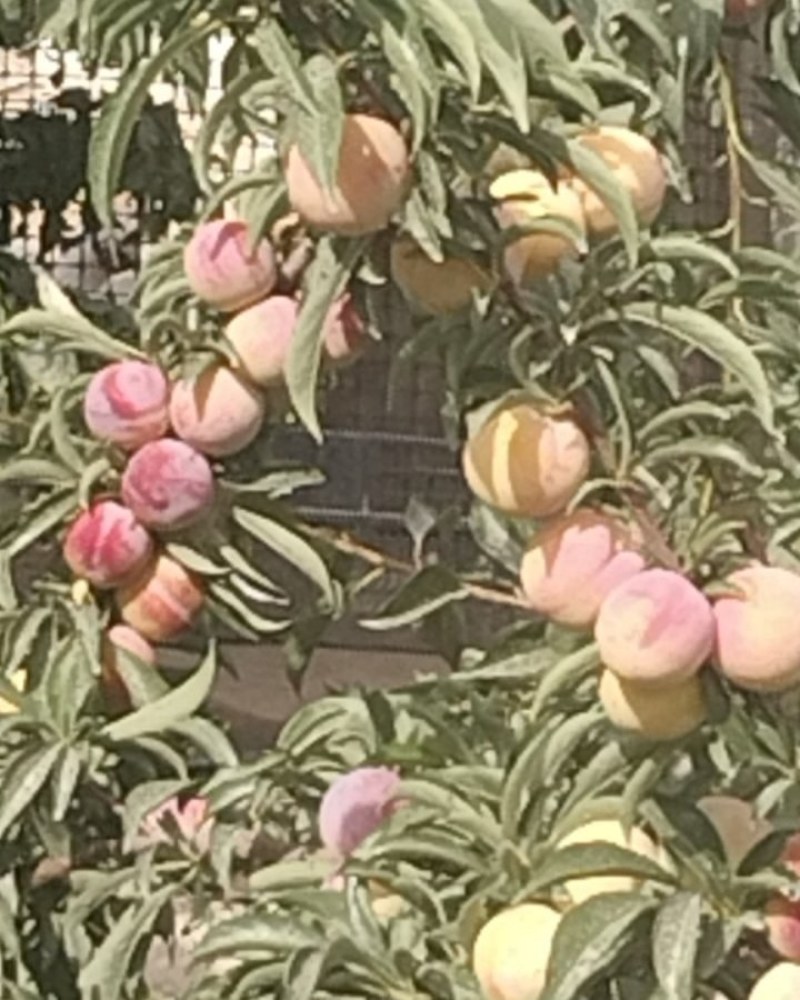 新疆哈密李子