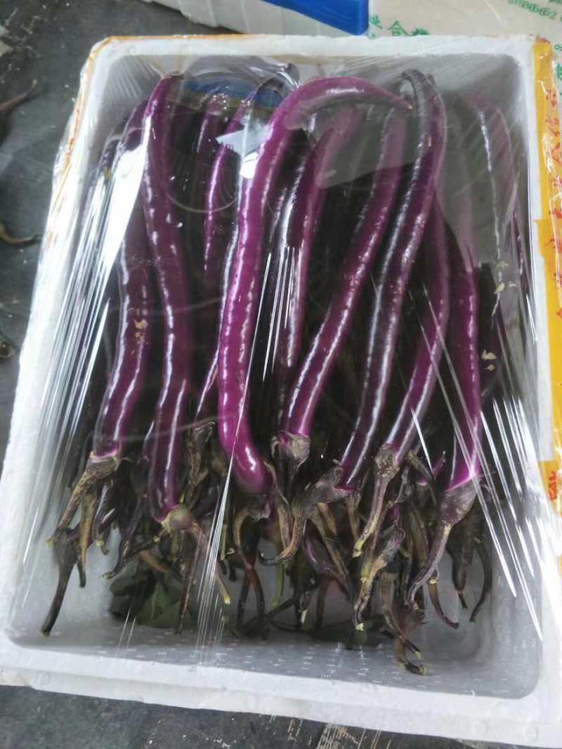 高山线茄