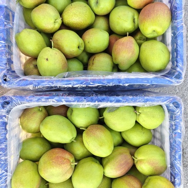 运城新梨七号香梨🍐