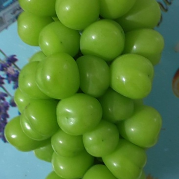 阳光玫瑰葡萄