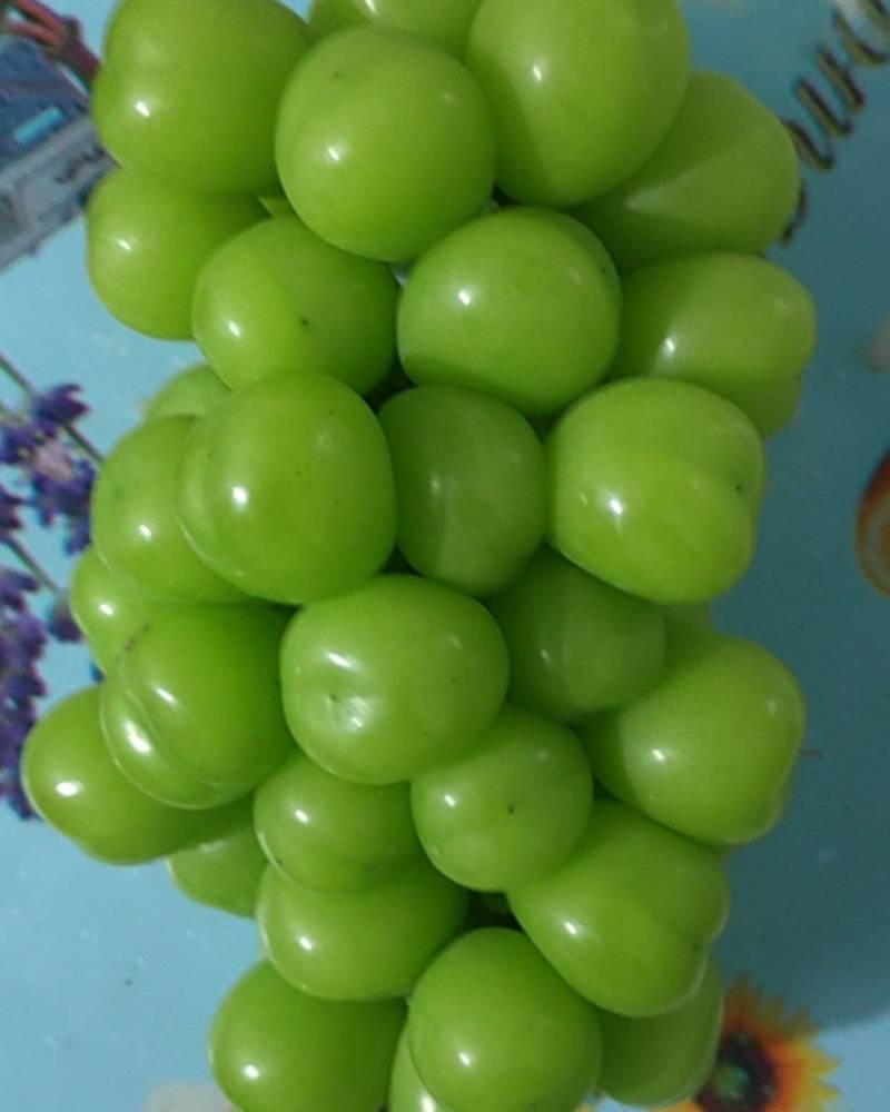 阳光玫瑰葡萄