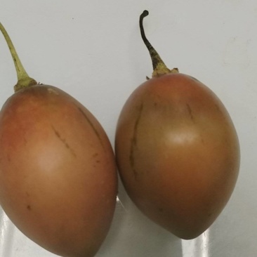 云南树蕃茄