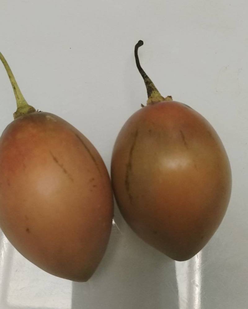 云南树蕃茄