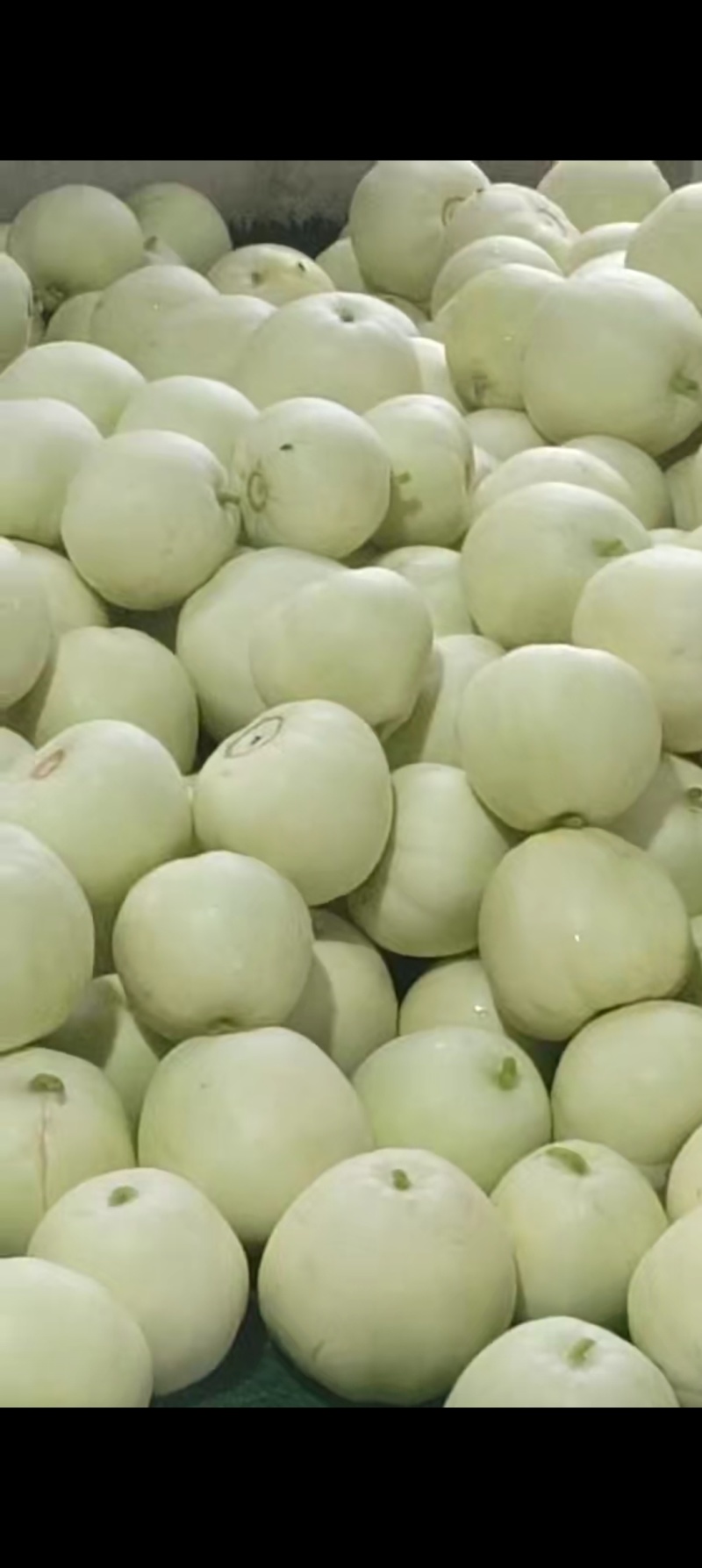 盐城本地香瓜