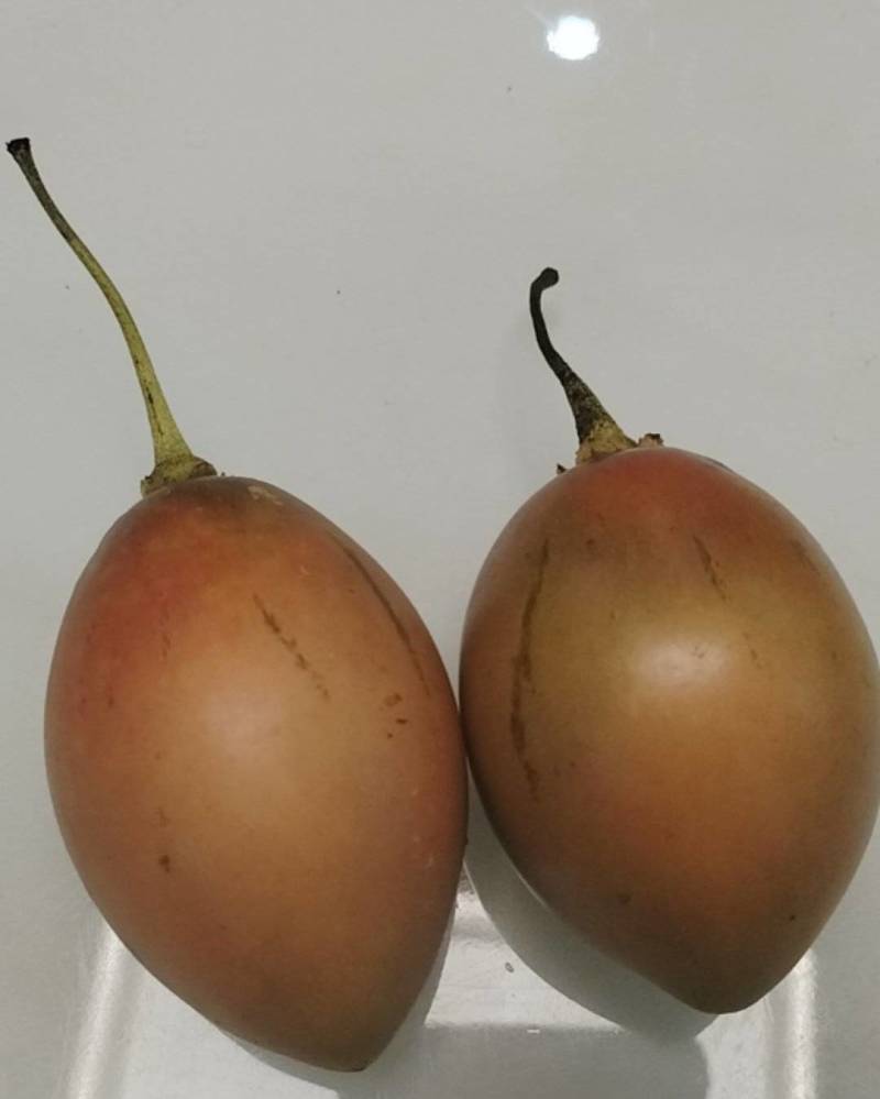 云南树蕃茄