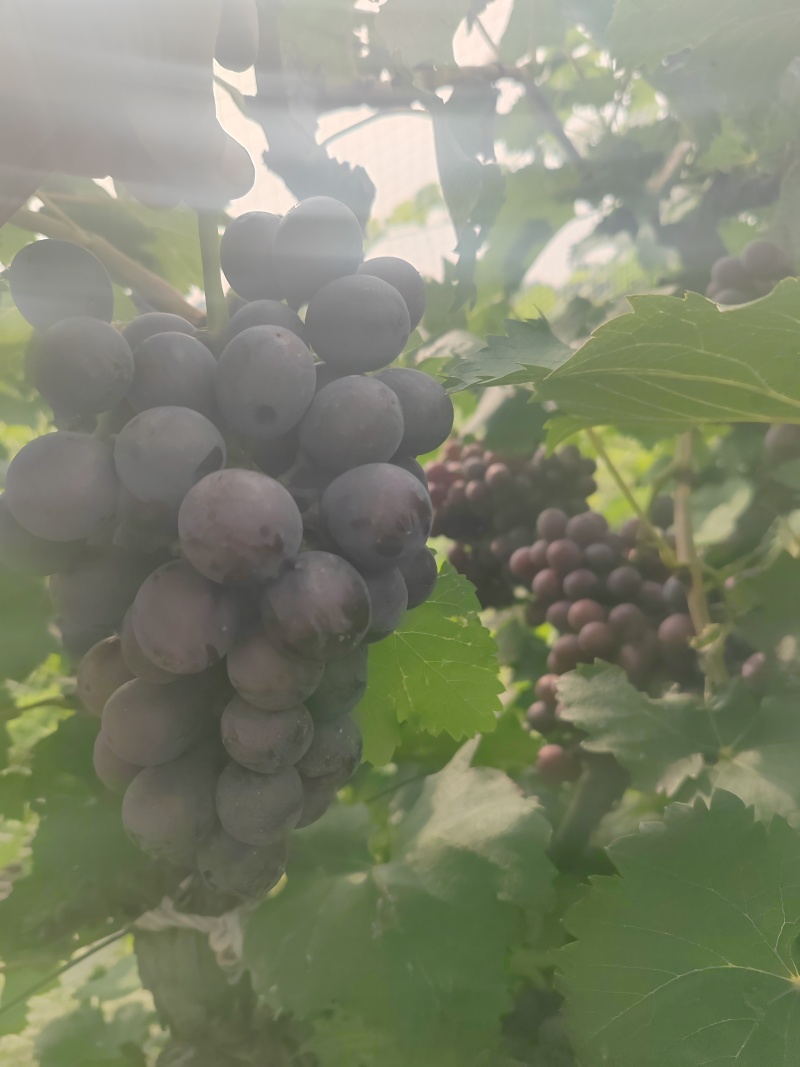 夏黑葡萄，有需要的老板联系