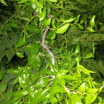 龙蛇枣树