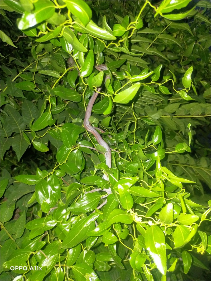 龙蛇枣树