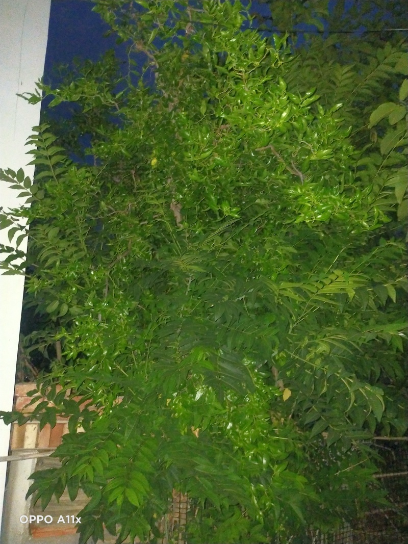 龙蛇枣树