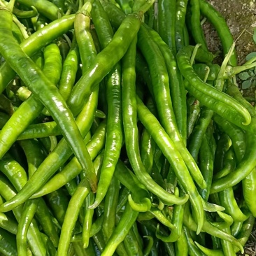 小8号辣椒