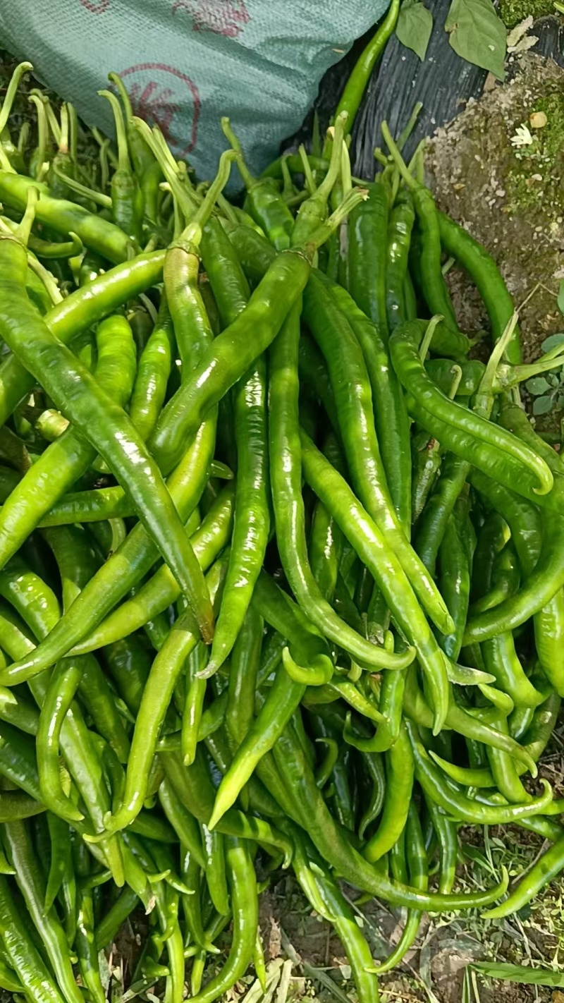 小8号辣椒