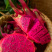 云南普洱红心火龙果