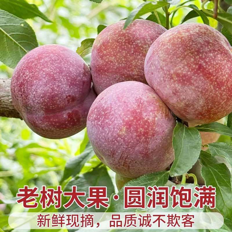福建古田芙蓉李可电商一件代发可社区团购高品质售后率低
