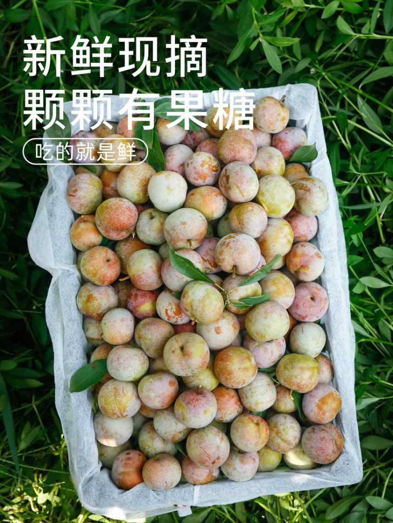 福建古田芙蓉李可电商一件代发可社区团购高品质售后率低