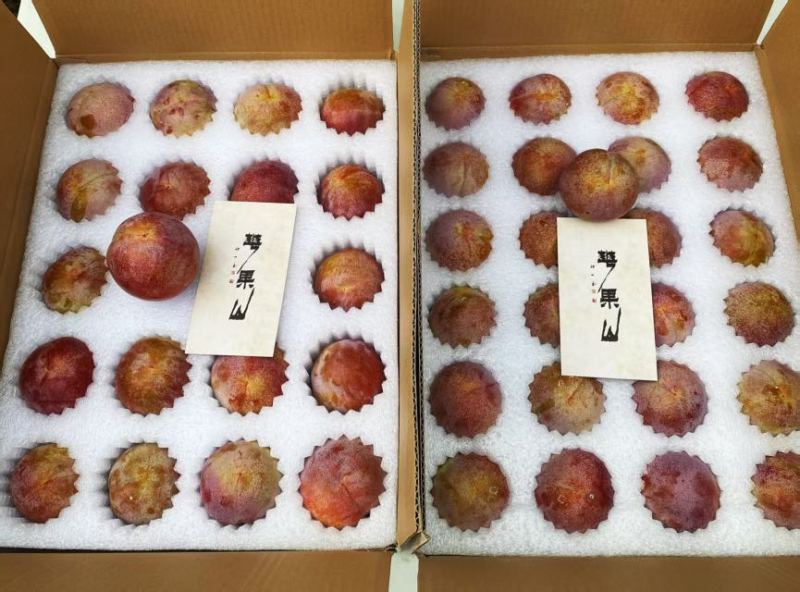 福建古田芙蓉李可电商一件代发可社区团购高品质售后率低
