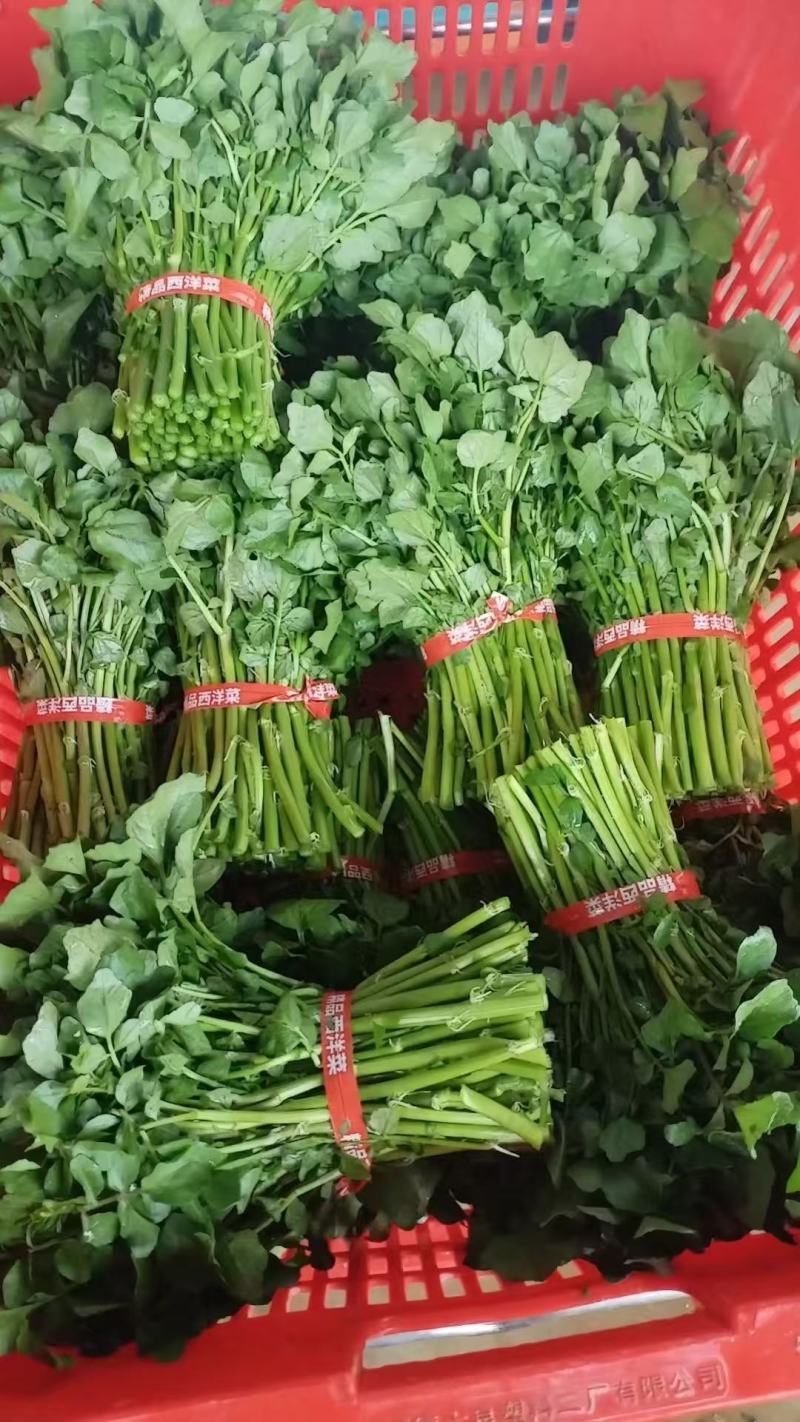 云南梯田旱地西洋菜，全年供应！