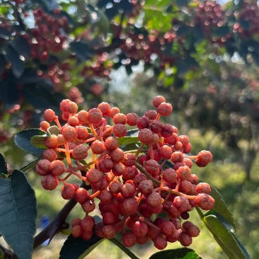 富平花椒
