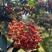富平花椒