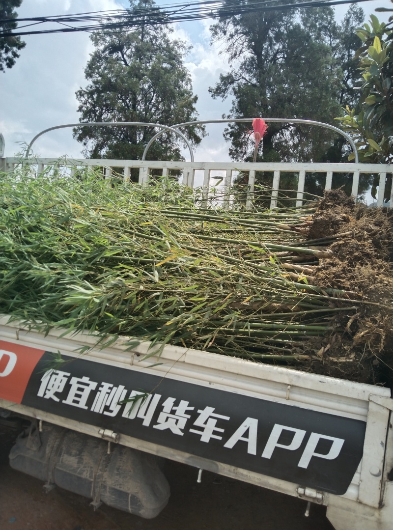 地苗，袋苗