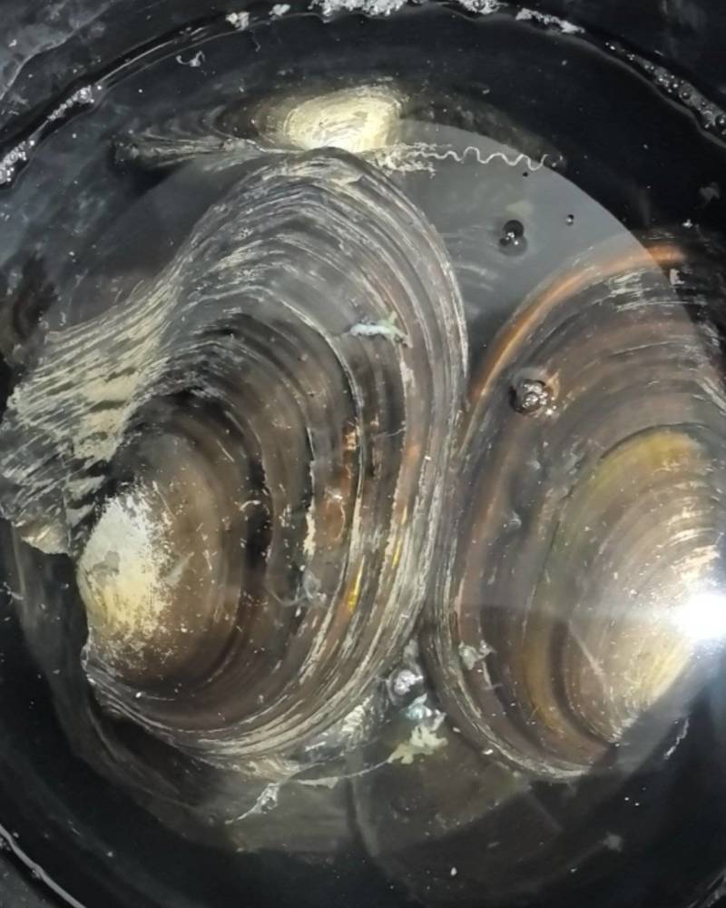 河蚌
