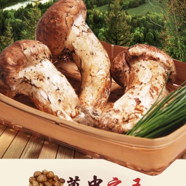 亚丁松茸