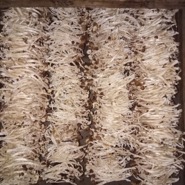 广昌茶树菇干货