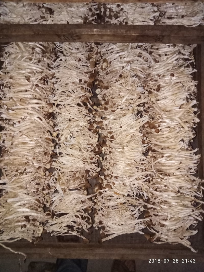 广昌茶树菇干货