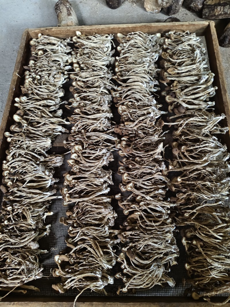 广昌茶树菇干货