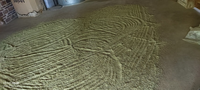 现在有大量现货金色的那种槐米出卖