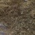 现在有大量现货金色的那种槐米出卖