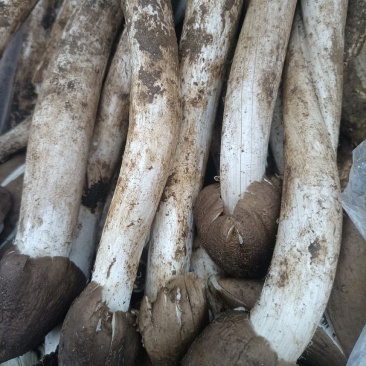 野生鸡枞菌