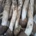 野生鸡枞菌