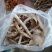 野生鸡枞菌