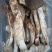 野生鸡枞菌