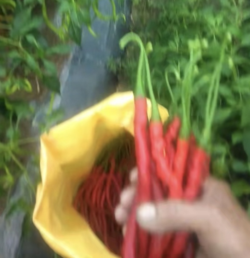 辣椒