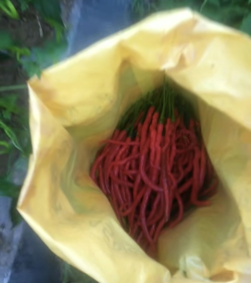 辣椒