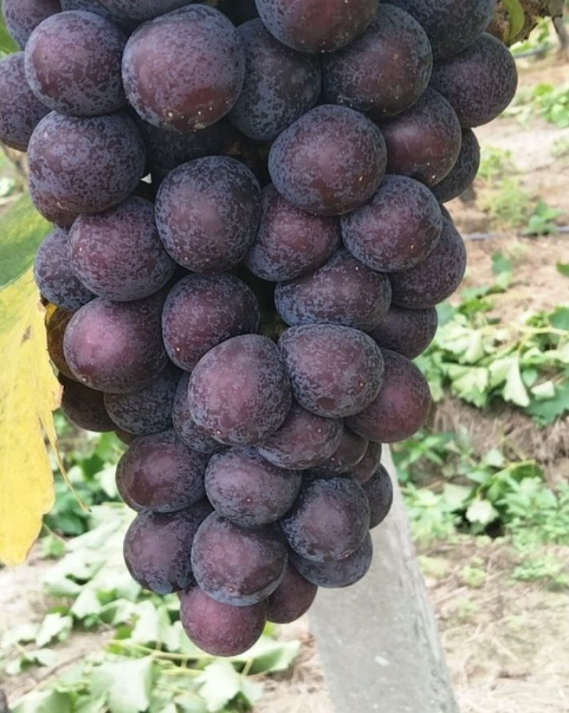 优质夏黑，欢迎大家前来品尝。