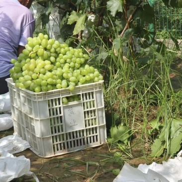 青提维多利亚大量走货，价格美丽
