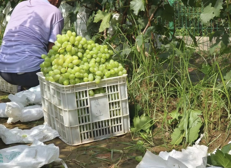 青提维多利亚大量走货，价格美丽