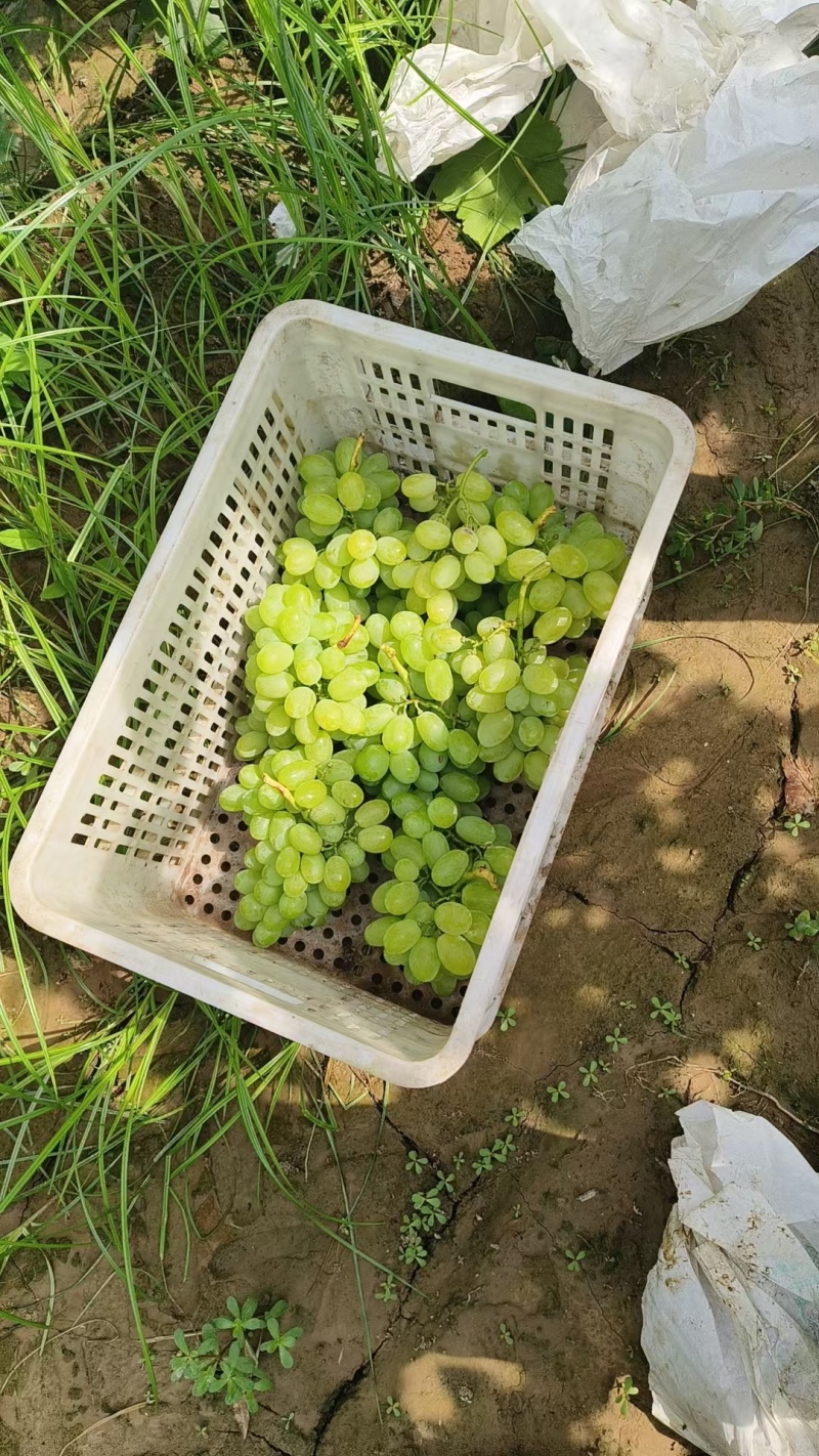 青提维多利亚大量走货，价格美丽